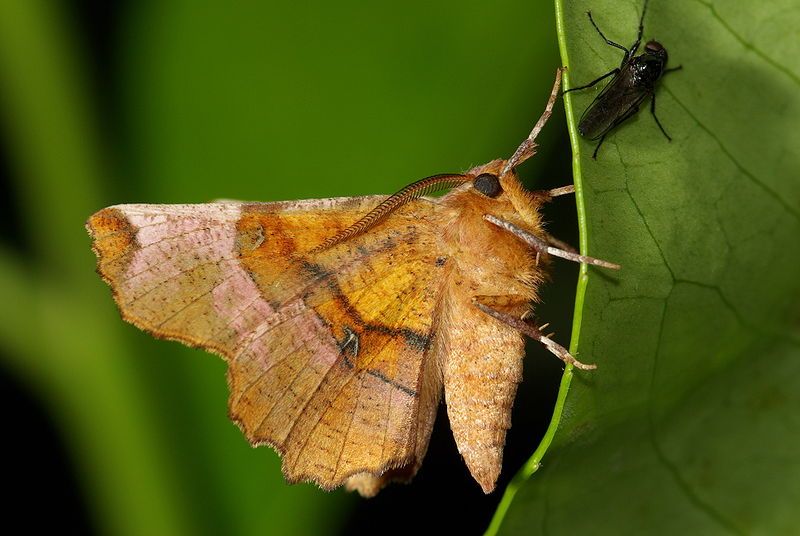 File:Selenia lunularia.jpg