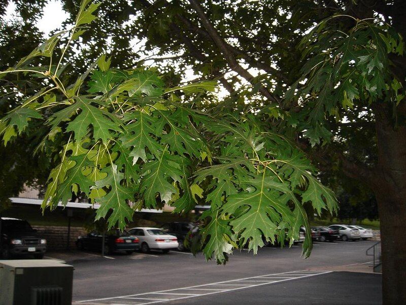 File:Shumard oak leaves.JPG