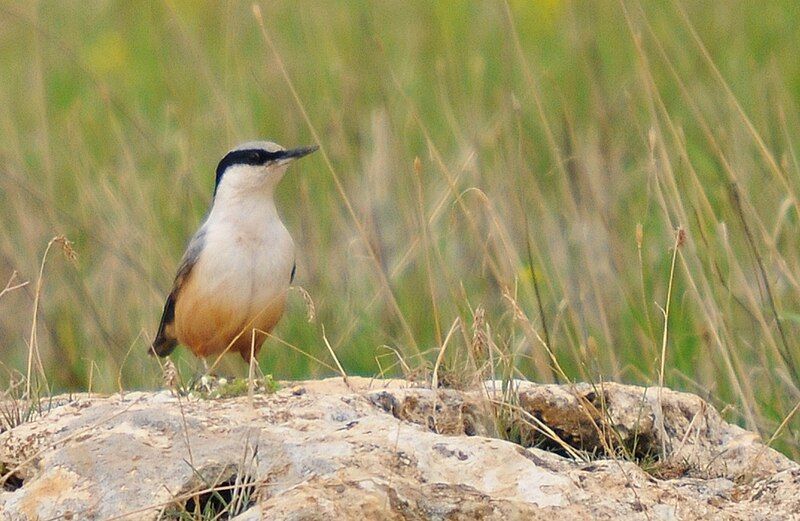 File:Sitta tephronota, Mardin.jpg