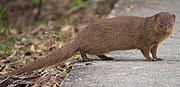 Brown mongoose