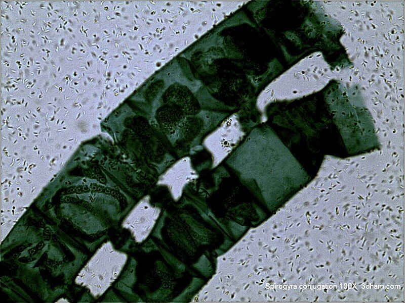 File:SpirogyraConjugation100x.jpg