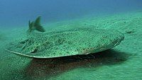 A wild angelshark