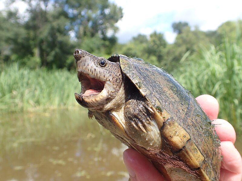 File:Sternotherus carinatus 427917035.jpg