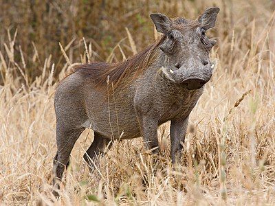 Warthog, by Ikiwaner