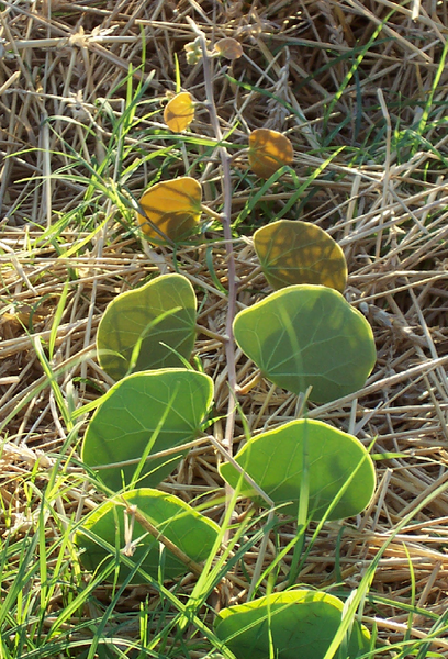 File:Tylosema esculentum.png