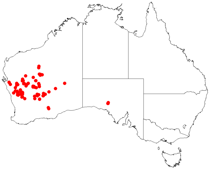 File:VelleiahispidaDistributionMap13.png