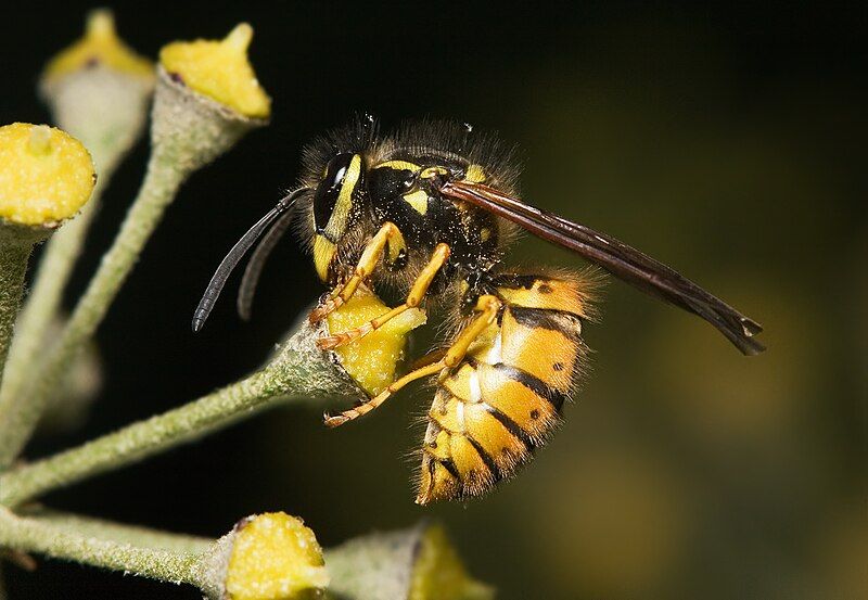 File:Vespula germanica Feeding.jpg