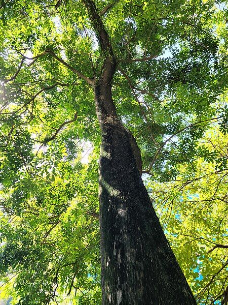 File:Vitex quinata.jpg