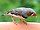 A zebra finch.