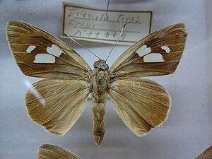 Museum specimen