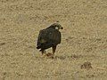 AB011 Laggar Falcon perched on ground