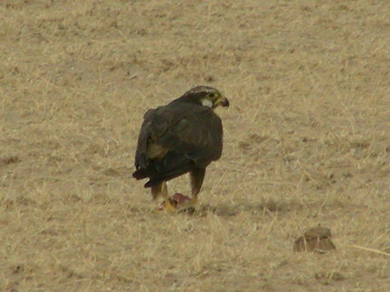 File:AB011 Laggar Falcon.JPG