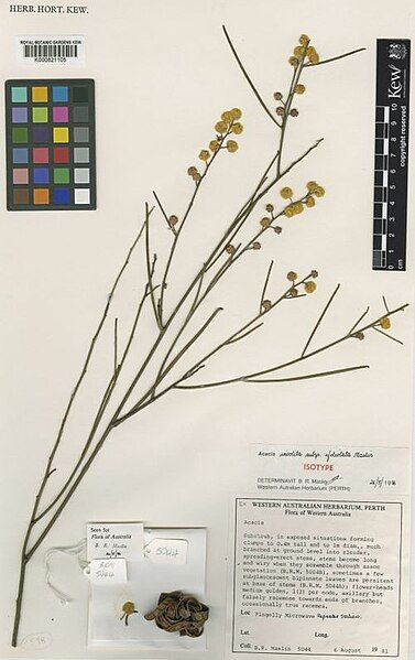 File:Acacia adjutrices.jpg