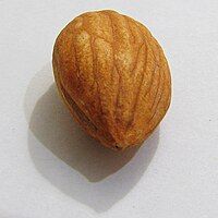 Macro of Almond (tale view)