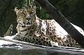 Amur Leopard