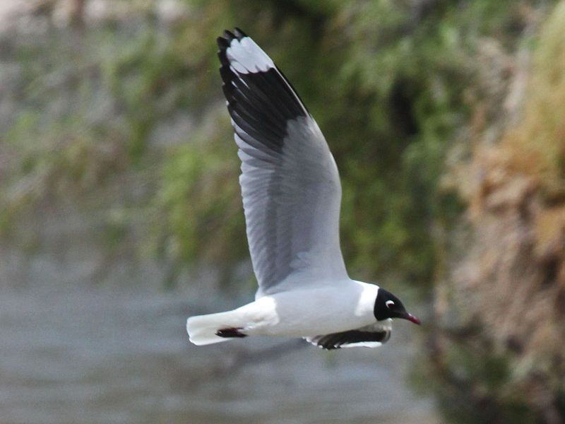 File:Andean Gull RWD5.jpg