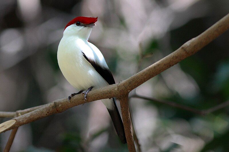 File:Araripe Manakin (1).jpg