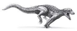 Araripesuchus wegeneri