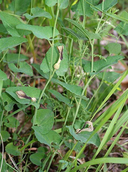 File:Aristolochia clusii.jpg