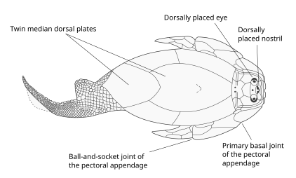 File:Asterolepis Physiology.svg