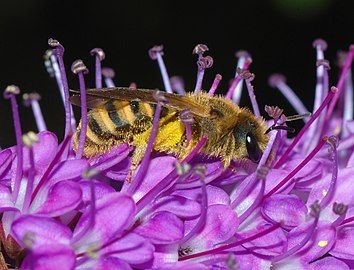 Female