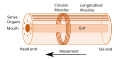 Image 42Idealised nephrozoan body plan. With an elongated body and a direction of movement the animal has head and tail ends. Sense organs and mouth form the basis of the head. Opposed circular and longitudinal muscles enable peristaltic motion. (from Animal)