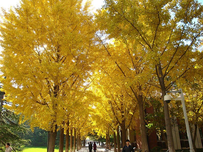 File:Bjtugingko.JPG