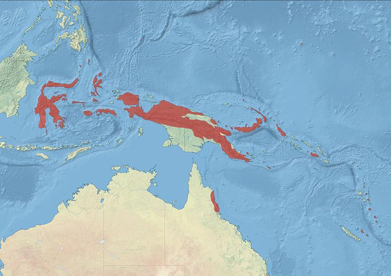 File:Blue-faced Parrotfinch Distribution.jpg