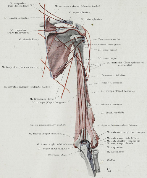 File:Braus 1921 129.png