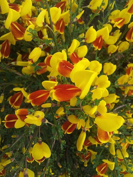 File:Broom (plant).jpg