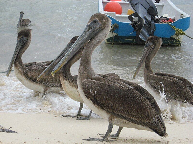 File:BrownPelicans2.jpg