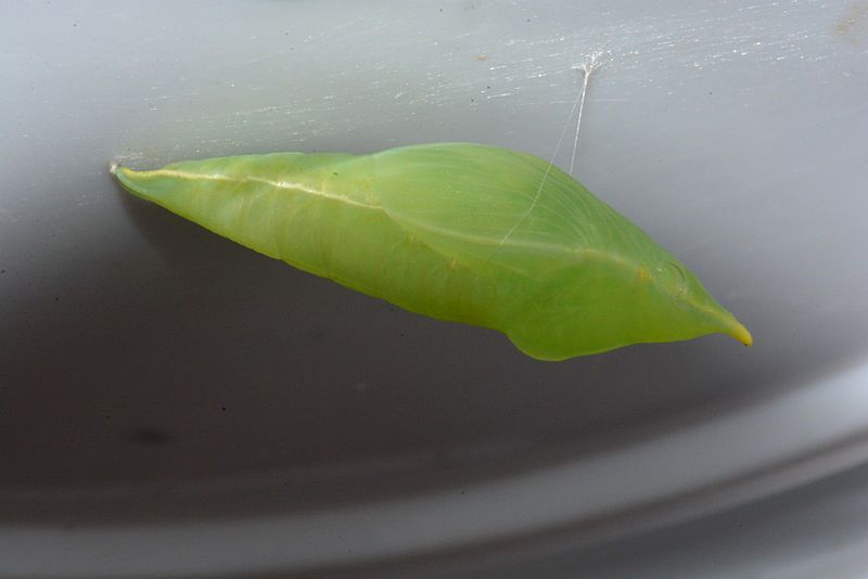 File:C. pomona pupa.JPG