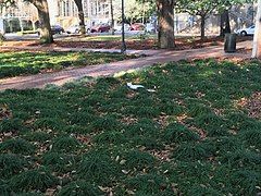 The square's unique clumps of grass, looking southwest towards the UMC