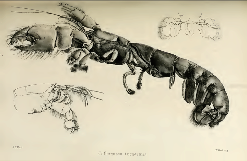 File:Callianassa turnerana.png