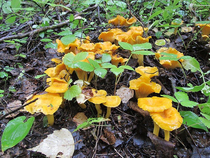 File:Cantharellus cibarius 60028891.jpg