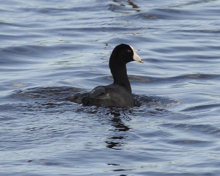 File:Caribbean coot.jpg