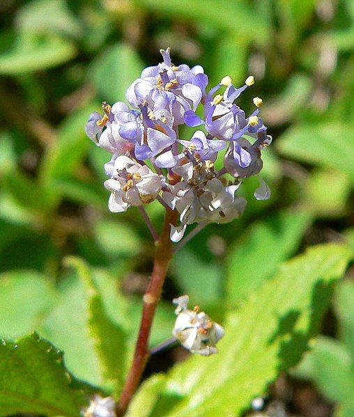 File:Ceanothus diversifolius 4.jpg