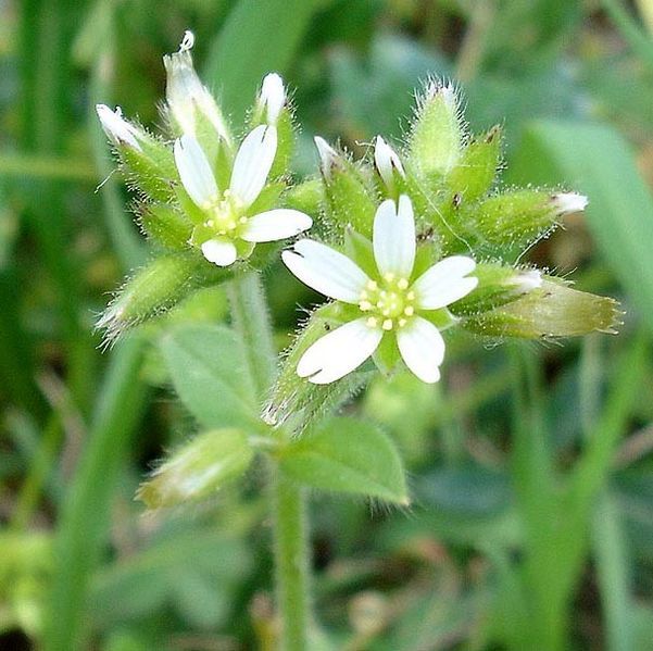 File:Cerastium glomeratum1.jpg