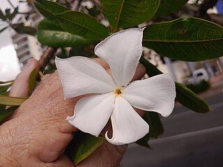 C. odollam flower