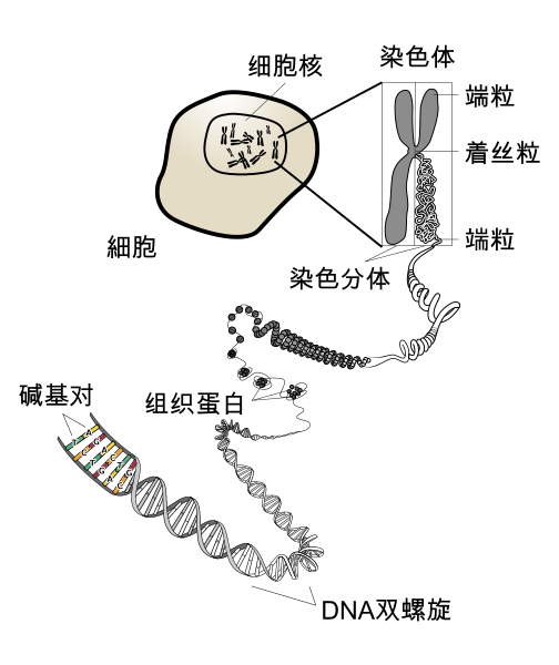 File:Chromosome zh.svg