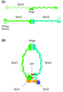 Yeast cohesin complex