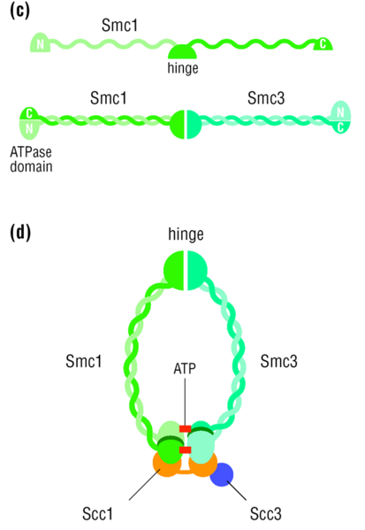 File:Cohesin picture2.png