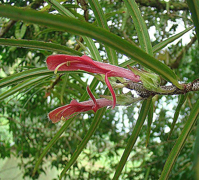 File:Columnea linearis (9641984184).jpg