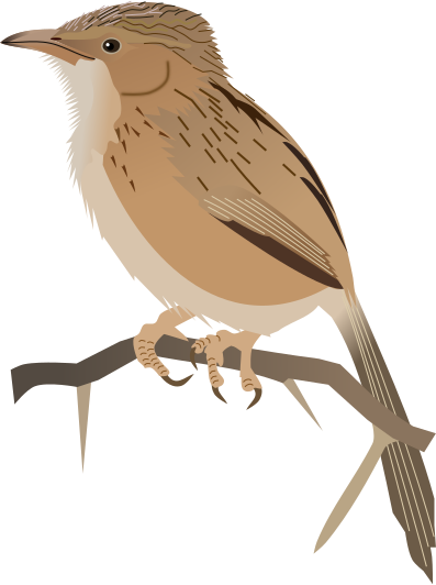 File:Common Babbler.svg