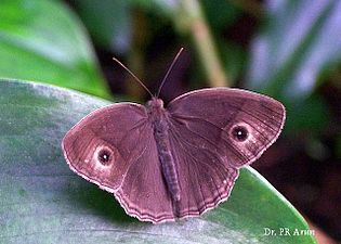 Dorsal view