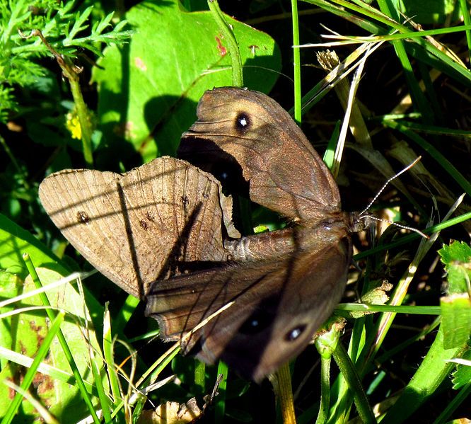 File:Common Wood-nymphs mating.jpg