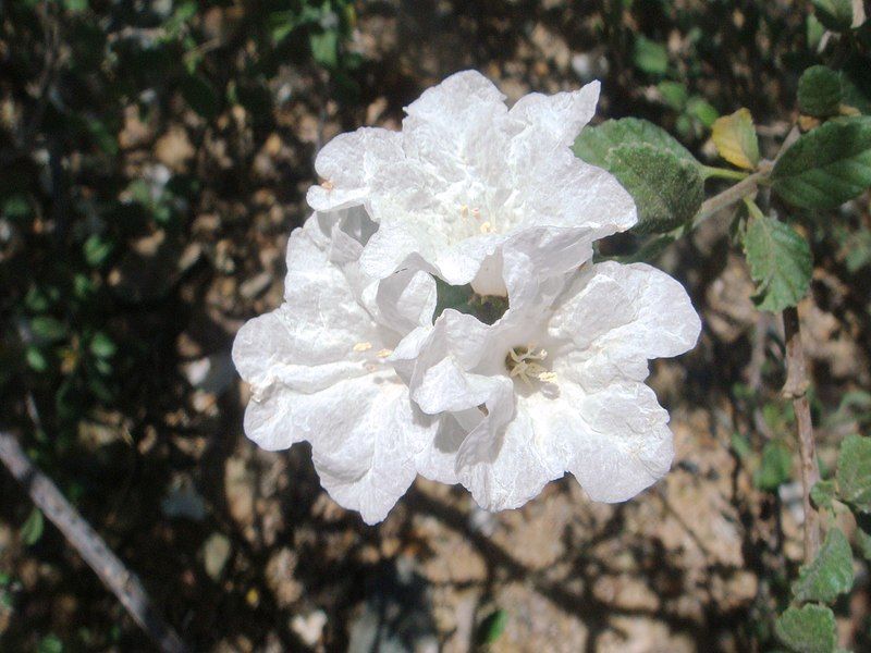 File:Cordia-parvifolia-20080403.JPG