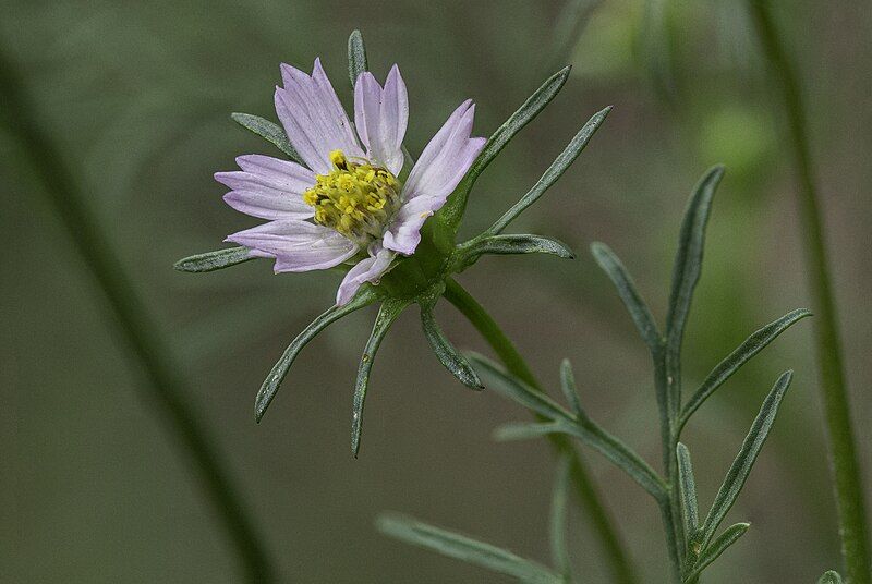 File:Cosmos parviflorus.jpg