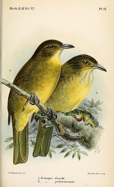 File:CrinigerKeulemans.jpg