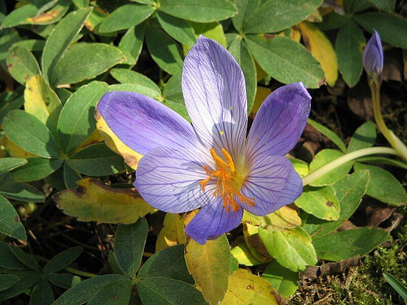 File:Crocus speciosusRHu4.jpg